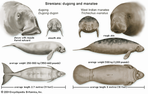 MANATEES